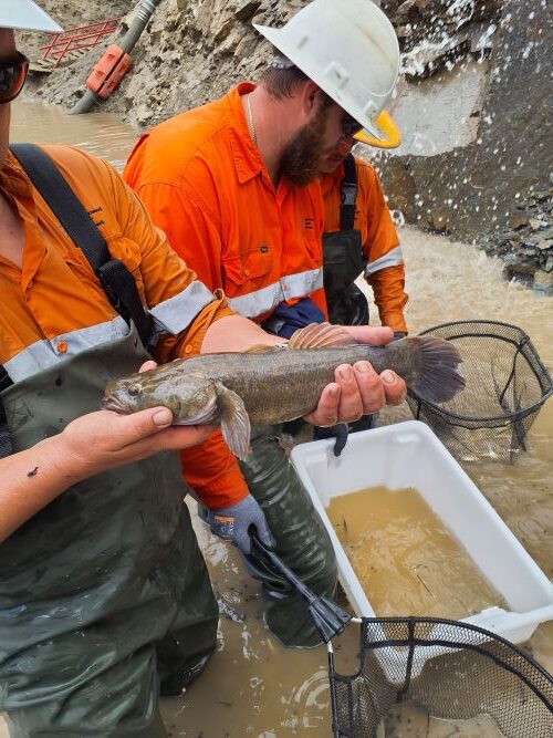 Fish relocation during construction;